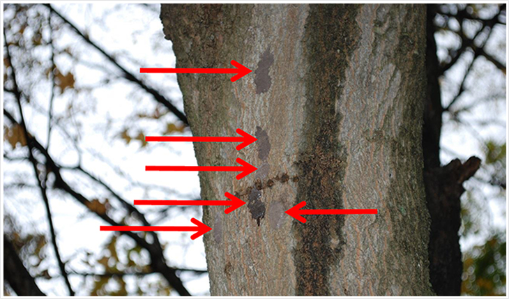 Egg Masses