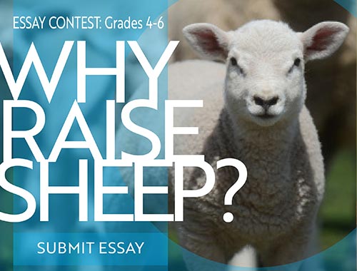 essay on wool