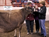 dairyshowmanship-schwank-a