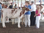 August 5, 2013: After three years, the Senator beat the competition at the Reading Fair Celebrity Showmanship Contest this year.