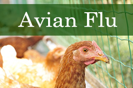 AvianFlu