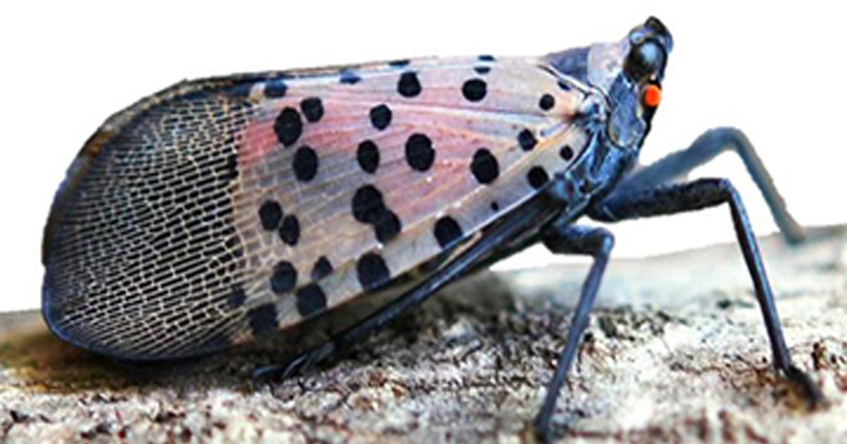 Spotted Lanternfly Informational Videos Available on Senator Schwank’s Website