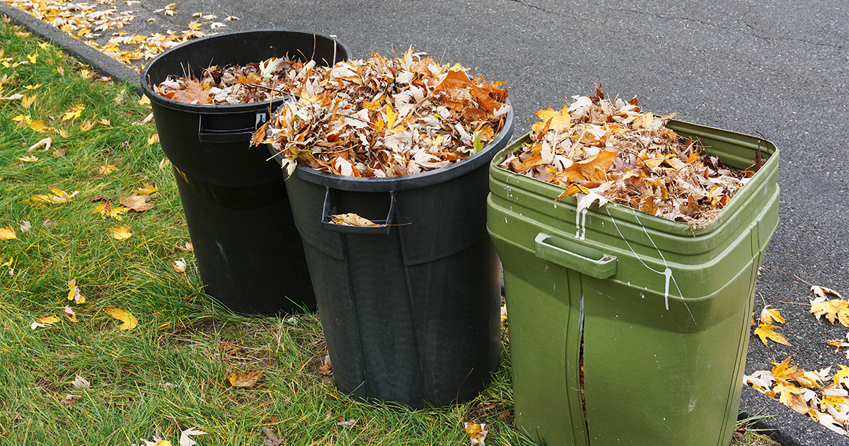 Leaf Collection